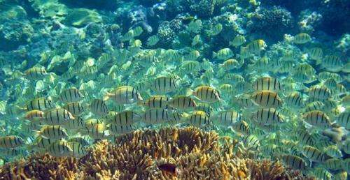 Disappearance of coral reefs, drastically altered marine food web on the horizon
