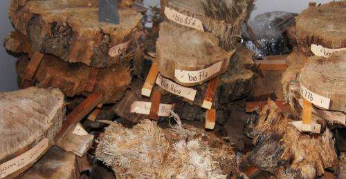 Discovery of subfossil wood opens new research avenues