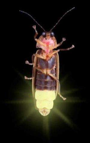 Discovery of the missing link in evolution of bioluminescence