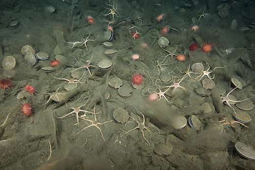 Dissolving brittle stars hint at implications of ocean acidification