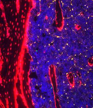 Distinct niches in bone marrow nurture blood stem cells