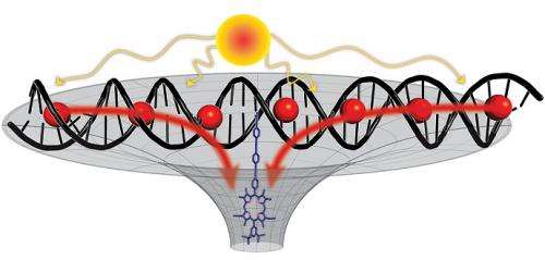 DNA constructs antenna for solar energy