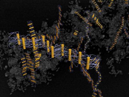 DNA-guided assembly yields novel ribbon-like nanostructures