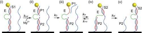 DNA motor 'walks' along nanotube, transports tiny particle