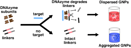 DNAzymes and gold nanoparticles: A colorimetric assay for diagnostics in the field