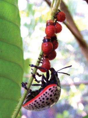 Do beetles have maternal instincts?
