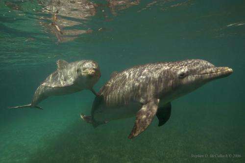 Dolphin genetic study provides revelations