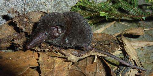 Don't judge by the looks: Molecular analysis reveals a new species of white toothed shrew