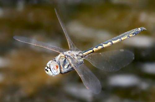 Dragonflies can see by switching 'on' and 'off'