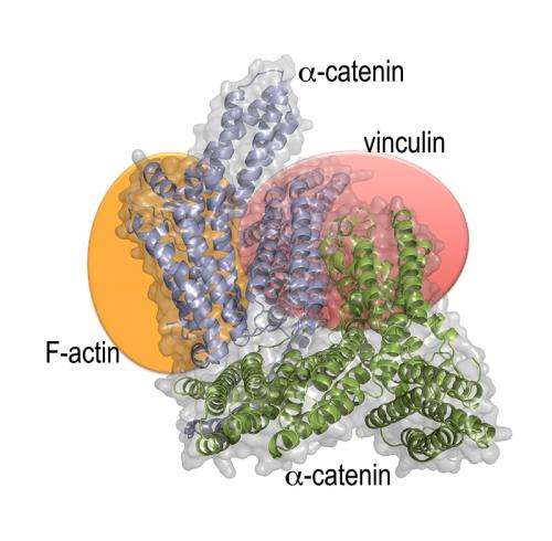 New study defines the long-sought structure of a protein necessary for cell-cell interaction