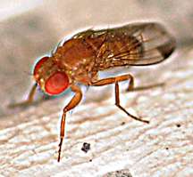 Drosophila research points to decreased insecticide use