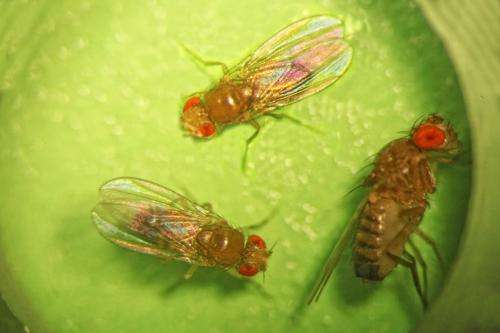Drowsy Drosophila shed light on sleep and hunger