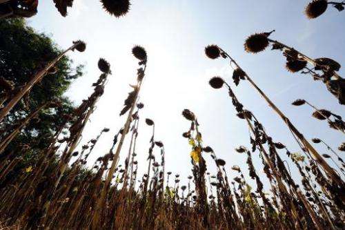 Dry sunflowers are seen on September 11, 2012 in Toulouse, southwestern France, during a drought leading to low groundwater leve