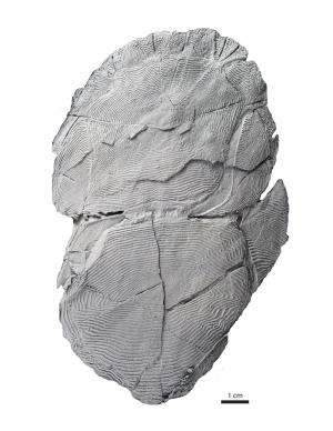 Dusting for prints from a fossil fish to understand evolutionary change