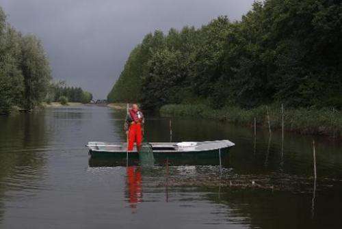 Dutch fisherman Aart van der Waal pulls up an eel trap on a small canal at Nieuwendijk on September 18, 2013 at the start of the