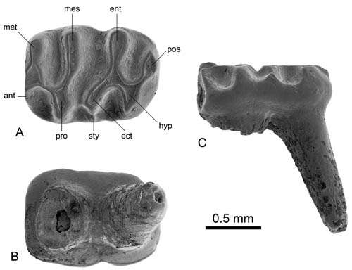 Earliest known microtoid cricetid found from the Junggar Basin of China