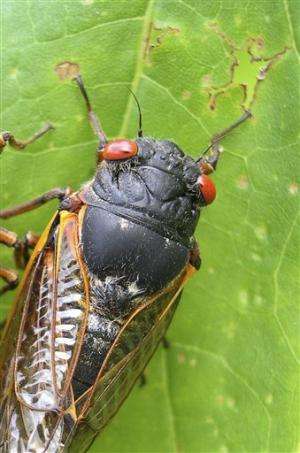 Eastern US about to be overrun by cicadas