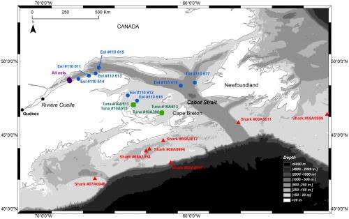 Eel migration study reveals porbeagle shark predation in the Gulf of St. Lawrence