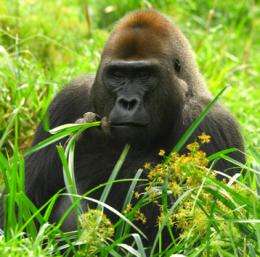 Effect of season on the health of apes: A case study of wild chimpanzees and Western gorillas