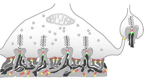 Efficient signal transmission at sensory system synapses
