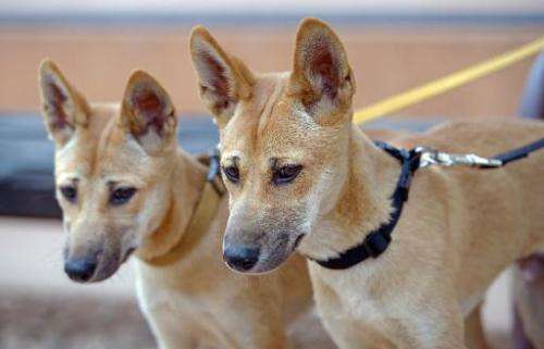 Eighteen-month-old dingo pups Marle and Digger are shown at the Alice Springs Desert Park in Australia's Northern Territory stat