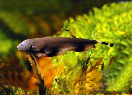 Electric fish may hold answers to better understanding of sensory abilities and movement