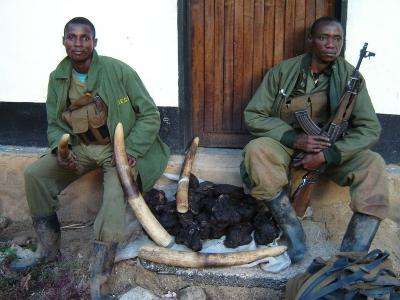 Elephants are vanishing from DRC's best-run reserve