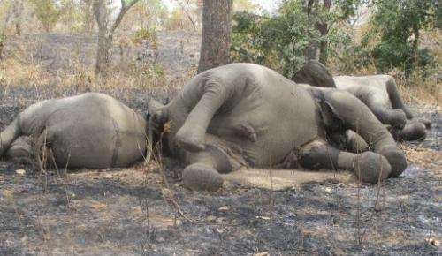 Elephants killed by poachers at a national park in Cameroon, near the Chad border, on February 23, 2012