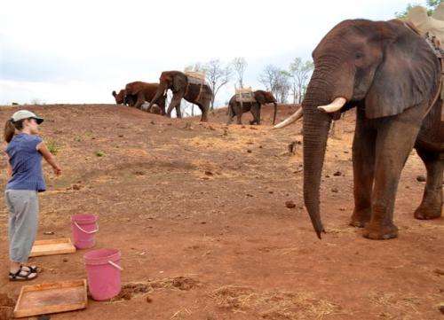 Elephants know what it means to point, no training required