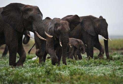 Elephants walk in the Amboseli game reserve, approximately 250 kilometres south of Kenyan capital Nairobi on December 30, 2012