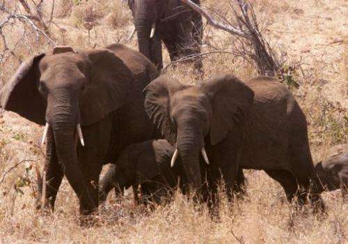 Elephants wander around the bush at Great Limpopo Transfrontier Park in Mozambique, on October 4, 2001