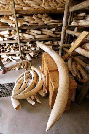 Elephant tusk pieces in a secret building in the world's largest wildlife park in South Africa on October 30, 2002