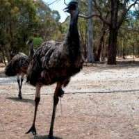 Emus get GPS treatment