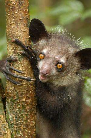Endangered lemurs' complete genomes are sequenced and analyzed for conservation efforts