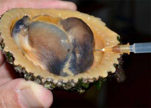 Endangered limpets change sex to improve their chances of survival