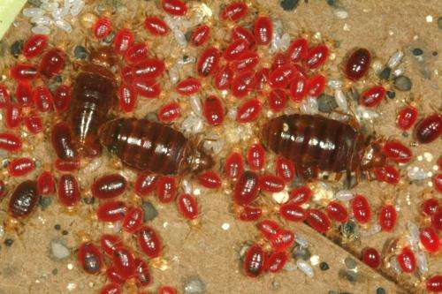 Entomologists make important discovery regarding insecticide resistance in bed bugs