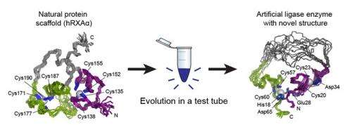 Enzyme created in test tube displays new structure, function