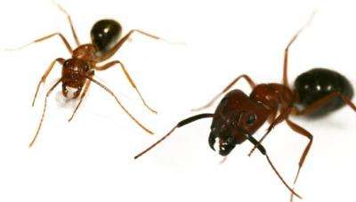 Epigenetics shapes fate of brain vs. brawn castes in carpenter ants