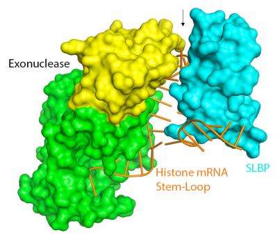 Molecular twist helps regulate the cellular message to make histone proteins