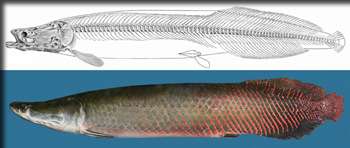ESF scientist rediscovers long-lost giant fish from Amazon