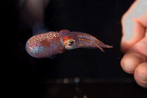 Essential mechanism of symbiosis found in Hawaiian squid