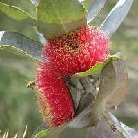 Eucalyptus macrocarpa is giving nano-medicine a boost
