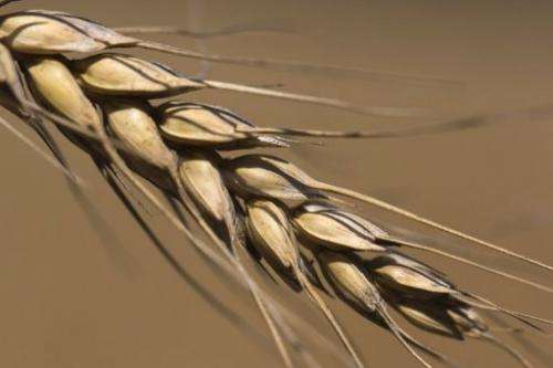 European Commission asks EU member states to check imports of wheat from the US