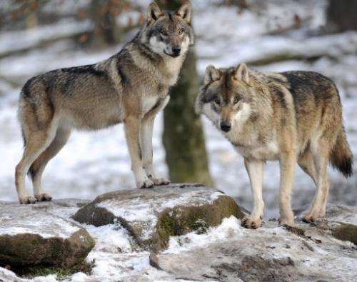 European grey wolves pictured at an animal park on December 12, 2012, in Rhodes, France