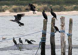 Europe-wide studies into cormorant-fishery conflicts published