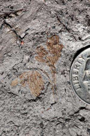 Evolution, Civil War history entwine in plant fossil with a tragic past
