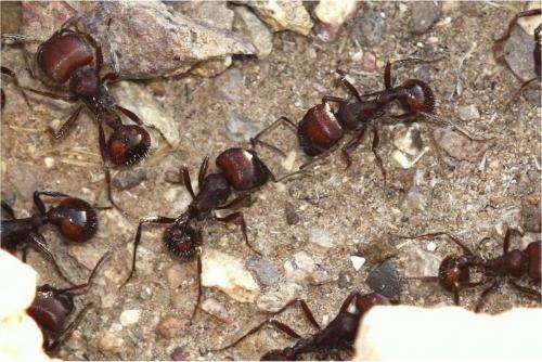 Evolution shapes new rules for ant behavior