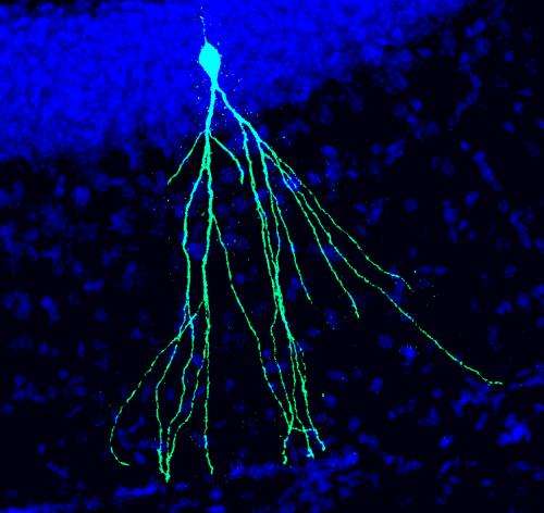 Exercise rescues mutated neural stem cells