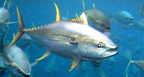 Extinction and overfishing threats can be predicted decades before population declines
