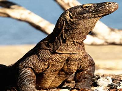 Fear of Komodo dragon bacteria wrapped in myth